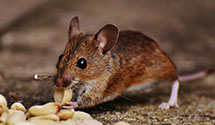 24 Hour & Emergency Exterminators in Old Washingtn, OH